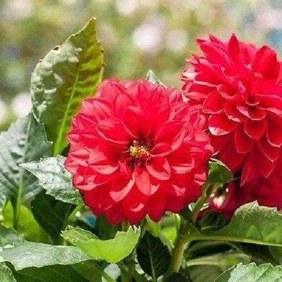 VibeX PAU-1299-Dahlia Seeds Opera Double Red Dwarf Dahlia Seeds Flower Seeds Seed(20 per packet)