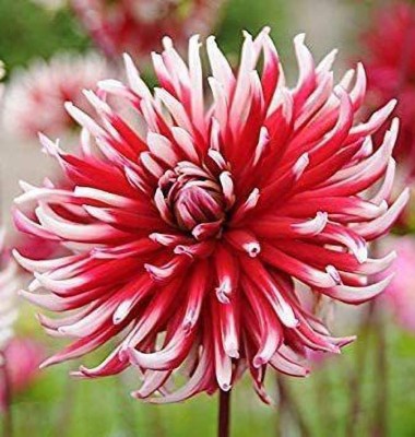 VibeX Dahlia Seed(5 per packet)