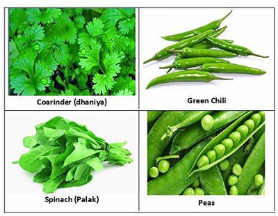 CYBEXIS 4 Hybrid Vegetable { Coriander(Dhaniya), Green Chili, Spinach (Palak) & Peas } Seed(10 g)