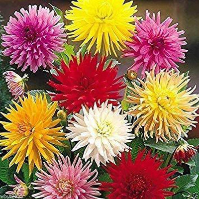 VibeX Dahlia Seed(50 per packet)