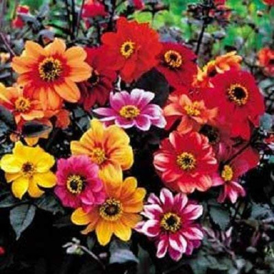 VibeX Dahlia Seed(20 per packet)