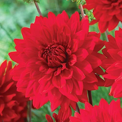 VibeX Dahlia Opera RED Flower (Annual/Perennial) Seed(20 per packet)