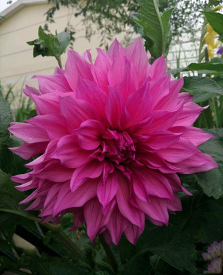 VibeX Dahlia Flower Seed(5 per packet)