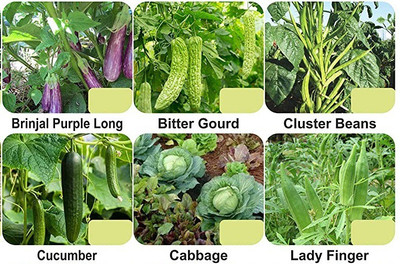 CYBEXIS 6-Varieties-Vegetable Seeds Combo Pack Seed(5 g)