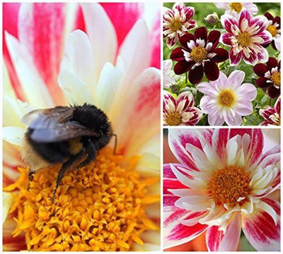 VibeX ICRA-311-Dandy Mixed Seeds. Dandy Dahlias Flower Seeds Seed(50 per packet)