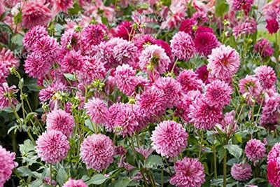 VibeX Dahlia Seed(100 per packet)