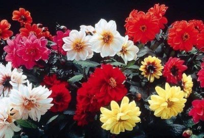 VibeX Dahlia Red Skin Seeds Seed(100 per packet)