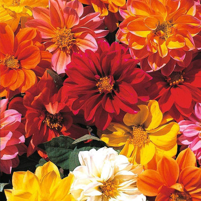 VibeX Dahlia Variabilis ‘Dwarf Mixed’ Seed(5 per packet)