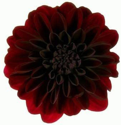VibeX Dahlia Flower Seed(10 per packet)