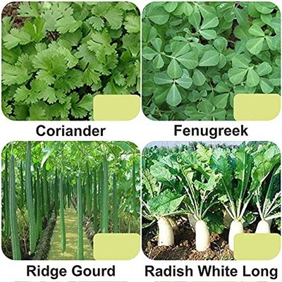 CYBEXIS 4-Varieties-F1 Hybrid Vegetable Seeds Combo Seed(5 g)