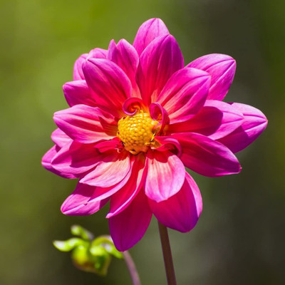 VibeX Dahlia Flower Seed(100 per packet)