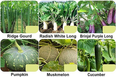 CYBEXIS 6-Varieties-Vegetable Seeds Combo Pack Seed(5 g)