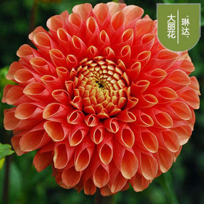 DROXTY DAHLIA Seed(20 per packet)
