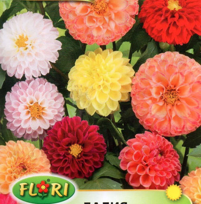 VibeX Dahlia Flower Seed(20 per packet)