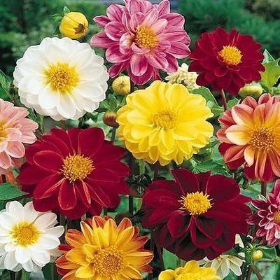 VibeX Dahlia Seed(10 per packet)