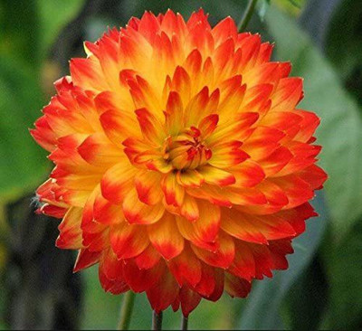 DROXTY DAHLIA Seed(20 per packet)
