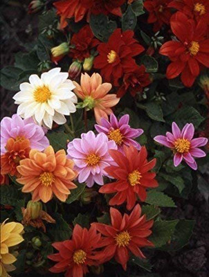 VibeX Dahlia Flower Seed(50 per packet)