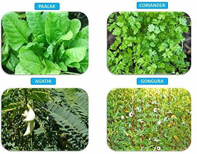 CHILLATAI Combo Spinach Seeds / Combo Leaf Vegetable Pack 4 Variety Seed(520 per packet)