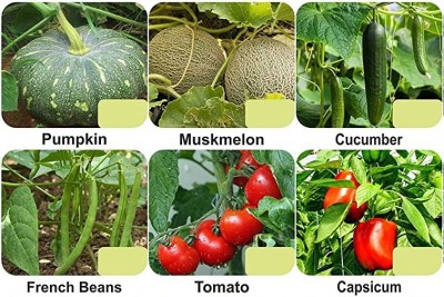 CYBEXIS 6-Varieties-Top Selling Vegetable Seeds Combo Seed(5 g)