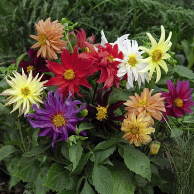 VibeX Dahlia Flower Seed(25 per packet)