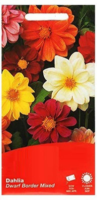 VibeX Dahlia Flower Seed(5 per packet)