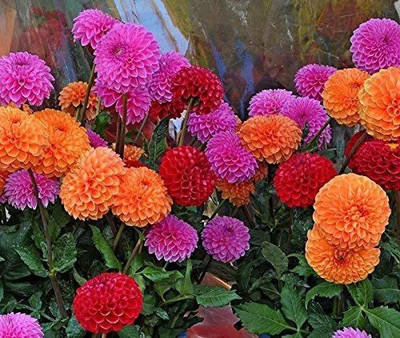 VibeX Dahlia Flower Seed(25 per packet)