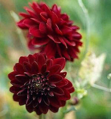 DROXTY DAHLIA Seed(15 per packet)