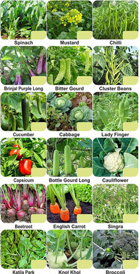 CYBEXIS 18-Varieties-Hybrid Vegetable Seeds Combo Seed(10 g)