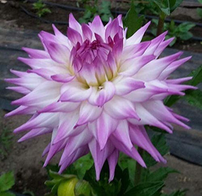 VibeX Dahlia Flower Seeds for Planting Seed(5 per packet)