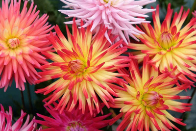 VibeX Dahlia Seed(5 per packet)