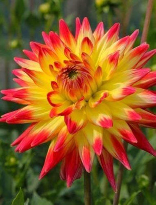 VibeX Dahlia Dinnerplate Cactus Type Mixed Hybrids Seed(5 per packet)