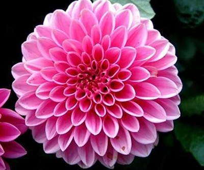 DROXTY DAHLIA Seed(20 per packet)