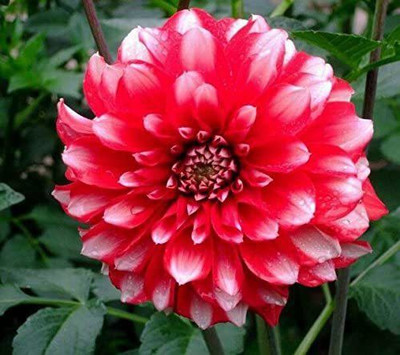VibeX Dahlia flower Seed(100 per packet)