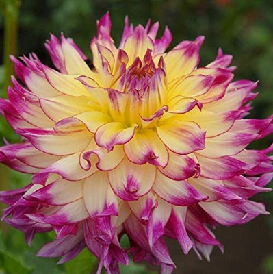 VibeX Dahlia Seed(5 per packet)