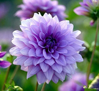 VibeX Dahlia Seed(25 per packet)