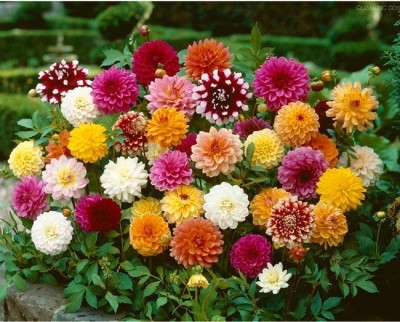 VibeX NBIR-1020-Rare Dahlia Bonsai Flowers Seeds Multicolour Mixed Seed(100 per packet)