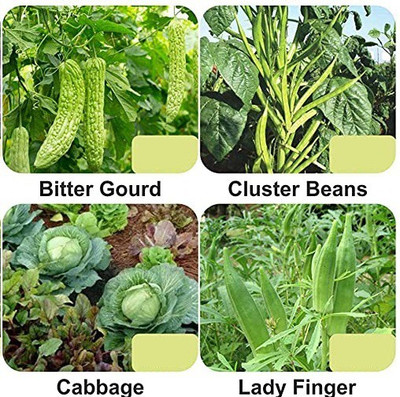 CYBEXIS 4-Varieties-F1 Hybrid Vegetable Seeds Combo Seed(5 g)