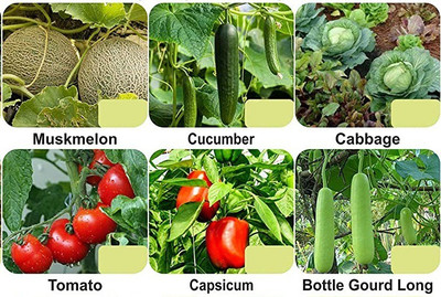 CYBEXIS 6-Varieties-F1 Hybrid Vegetable Seeds Combo Seed(5 g)