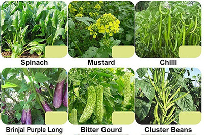 CYBEXIS 6-Varieties-F1 Hybrid Vegetable Seeds Combo Seed(5 g)