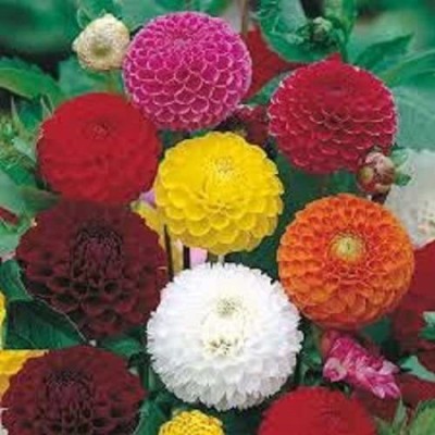 VibeX GBPT-772-Seeds of Dahlia Pompon Mix Flower (Perennial) Seed(25 per packet)