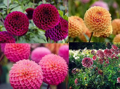 VibeX Dahlia Seeds Seed(50 per packet)