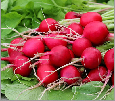 YOUNG STAR RED ROUND RADISH Seed(500 per packet)