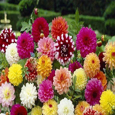 VibeX Dahlia Seed(10 per packet)