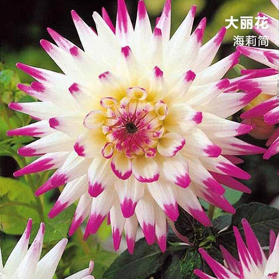 DROXTY DAHLIA Seed(20 per packet)