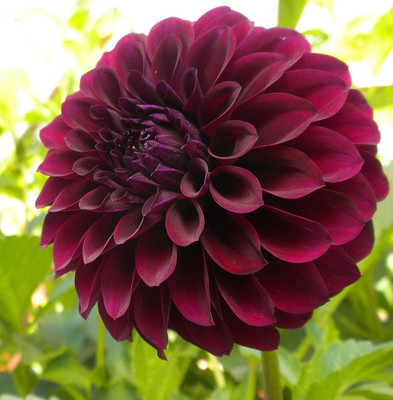 VibeX Dahlia Seed(5 per packet)
