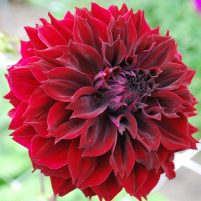 VibeX Dahlia Flower Seed(5 per packet)