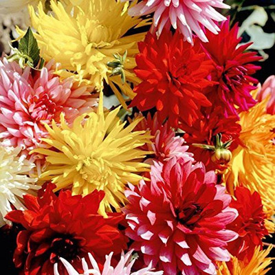 VibeX Dahlia Flower Seed(20 per packet)