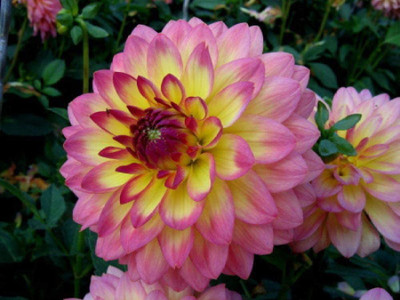VibeX Dahlia flower Seed(50 per packet)