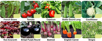 CYBEXIS 10-Varieties-Vegetable Seeds Combo Pack Seed(10 g)