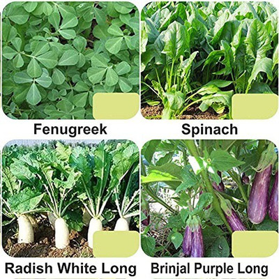 CYBEXIS 4-Varieties-Vegetable Seeds Combo Pack Seed(5 g)